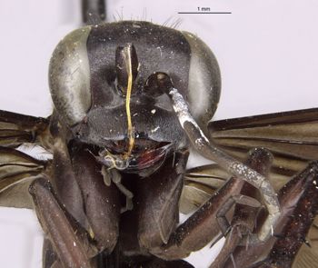 Media type: image;   Entomology 15802 Aspect: head frontal view